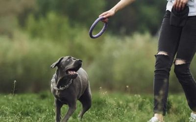 A CBD olaj daganattól szenvedő kutyáknak