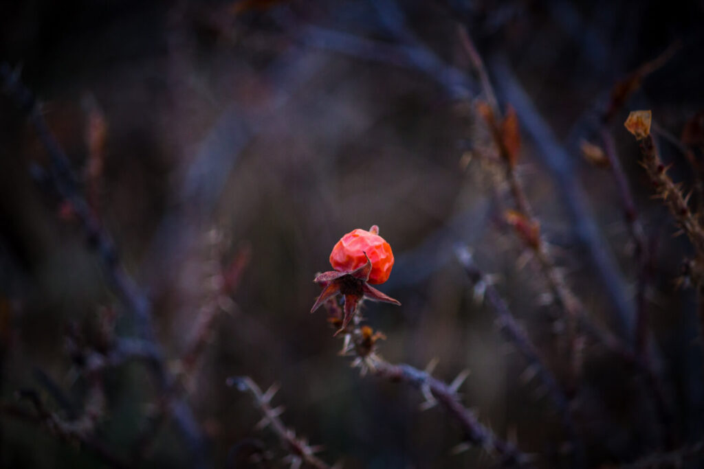 A halál órái – mi történik velünk, amikor elérjük az utolsó pillanatot?
