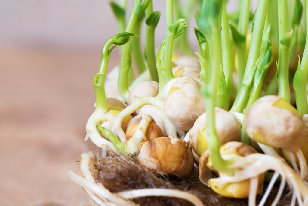 A csíráztatás mint téli vitaminpótlás – friss zöld a hideg hónapokban