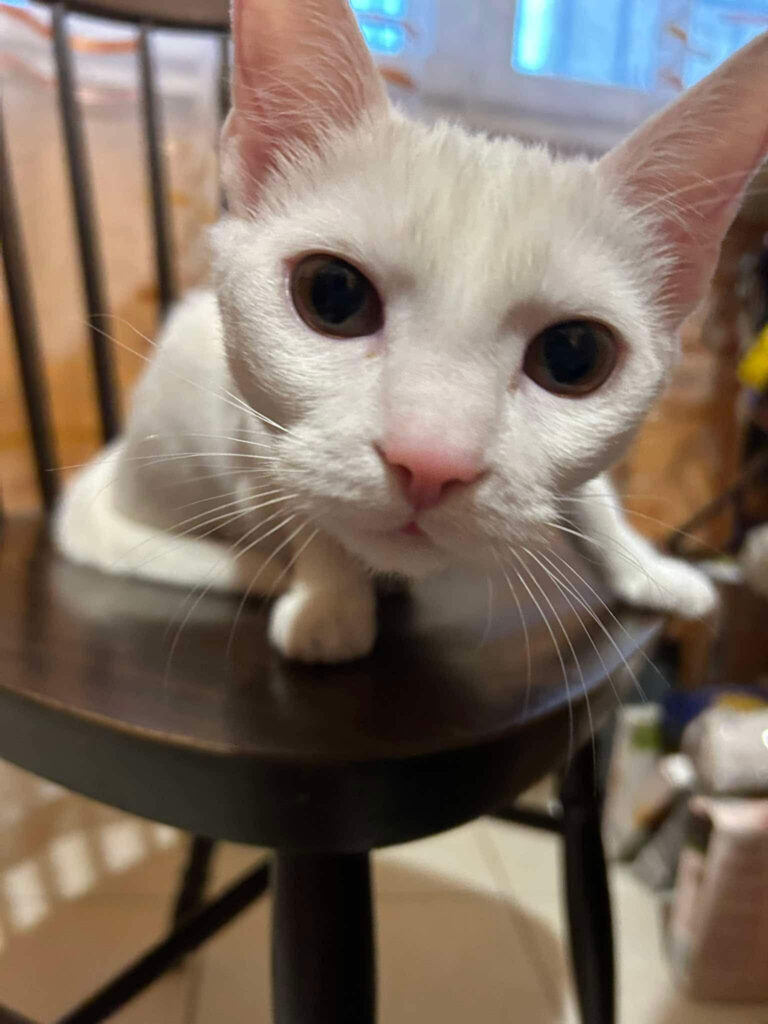 Macskaterápia: miért gyógyít a dorombolás jobb hatásfokkal, mint egy wellness hétvége?