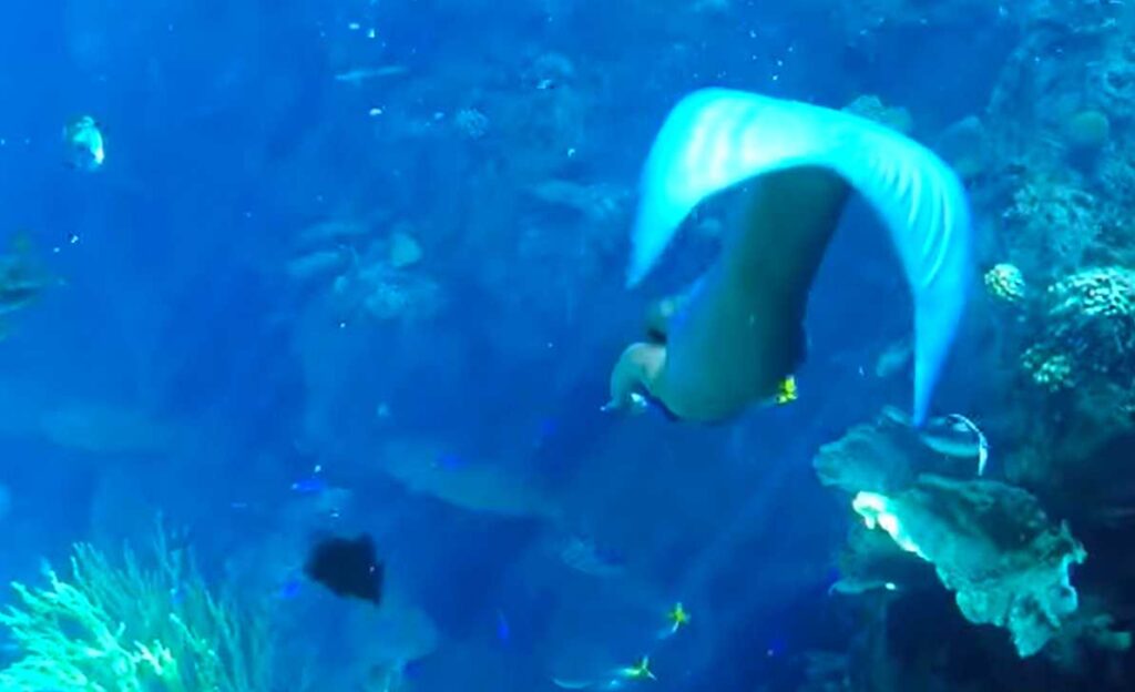 A tenger legszebb legendájának nyomában: léteznek-e sellők?